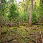 Reforestación