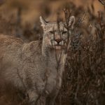 Rupestre - Serie Pumas
