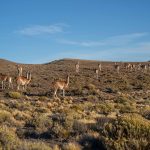 Guanacos - Tropilla de verano